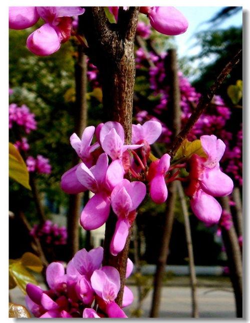 荆棘花图片,坚韧与美丽的象征